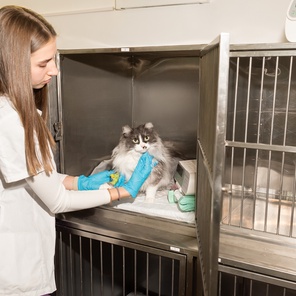 Комфортные стационары